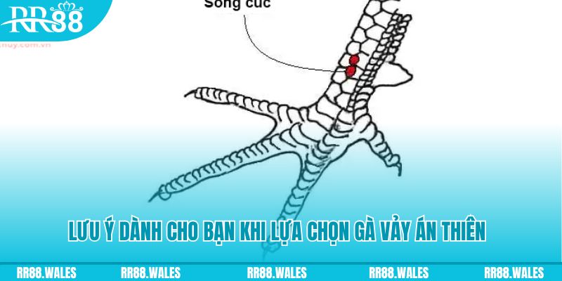 good88 xổ số khánh hòa